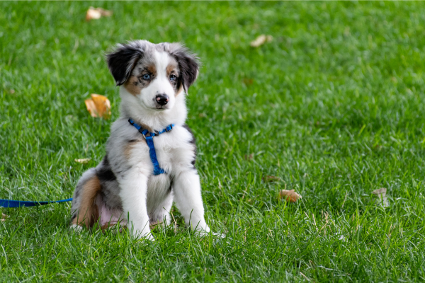 Locais de Lazer para Pets em Áreas Urbanas: Diversão e Bem-Estar para Seu Companheiro